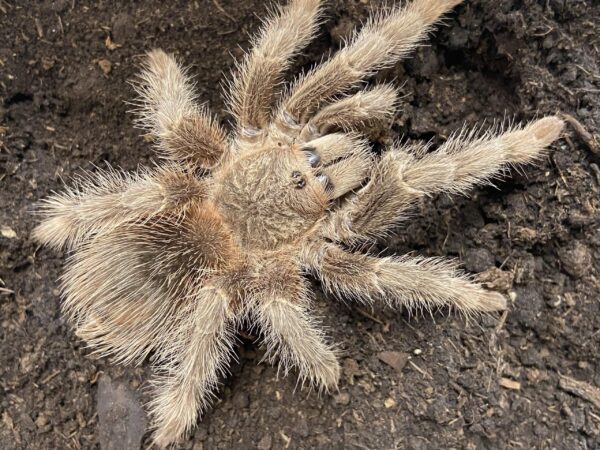   Brazilian Red Birdeater Tarantula 