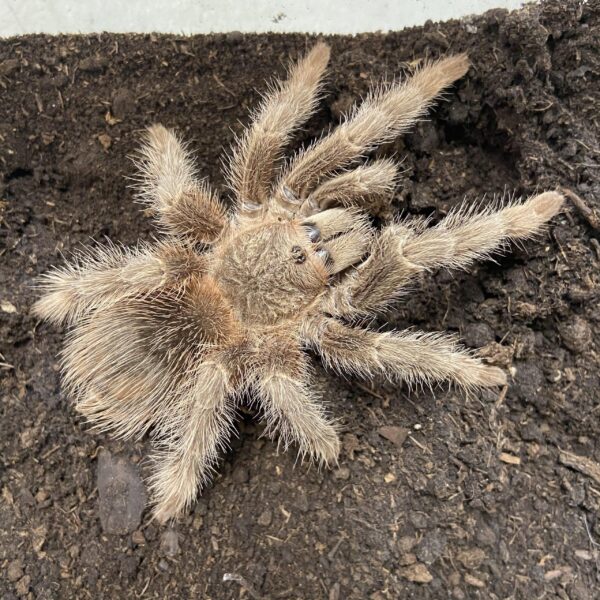   Brazilian Red Birdeater Tarantula 