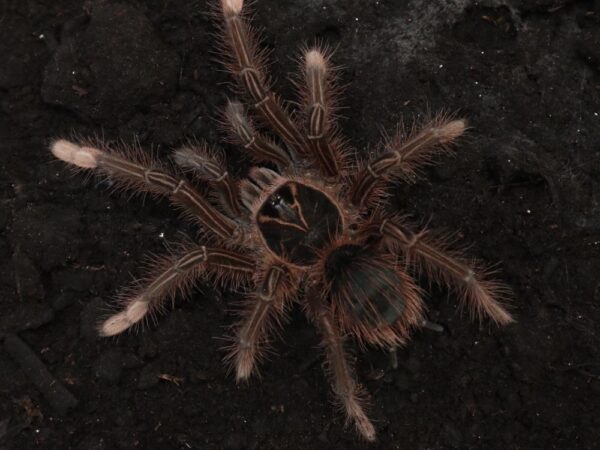 pinkfoot goliath tarantula