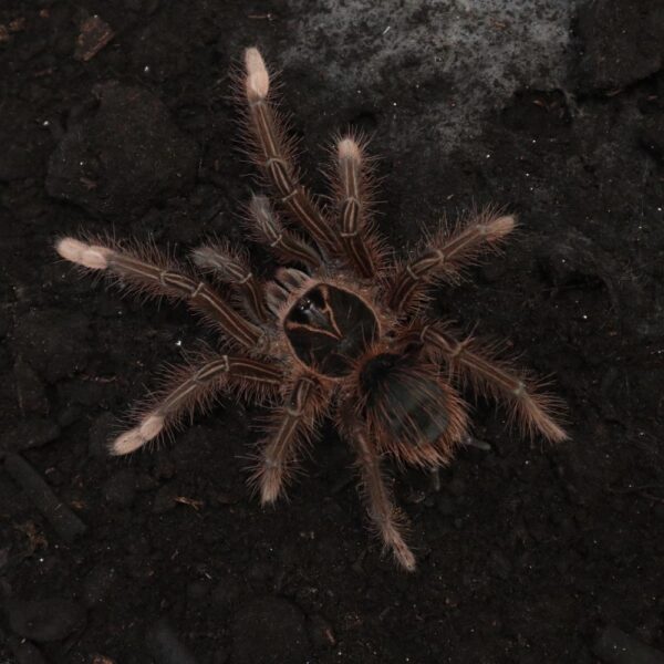 pinkfoot goliath tarantula