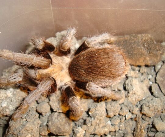  Chaco Mousy Brown Tarantula