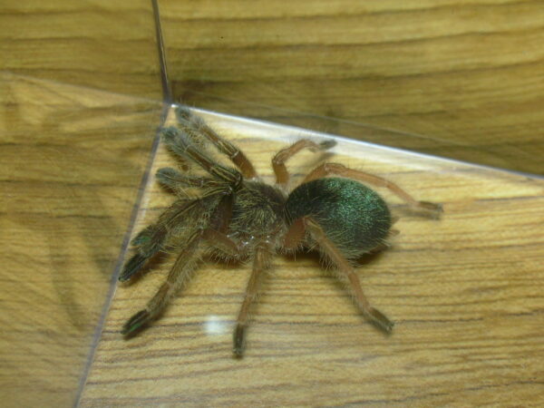 Emerald Skeleton Tarantula