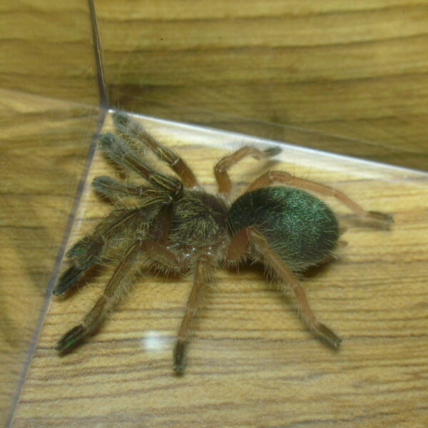 Emerald Skeleton Tarantula