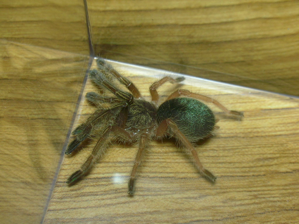 Emerald Skeleton Tarantula