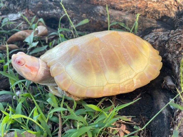 albino red eared slider turtle