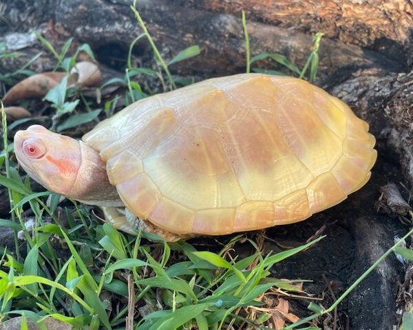albino red eared slider turtle