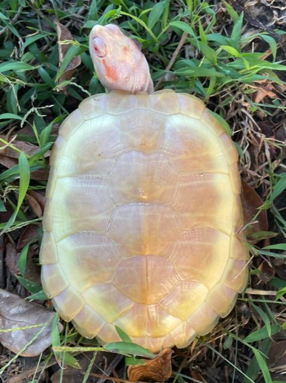 Albino Red Eared Slider Turtle