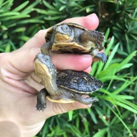 blanding's turtle