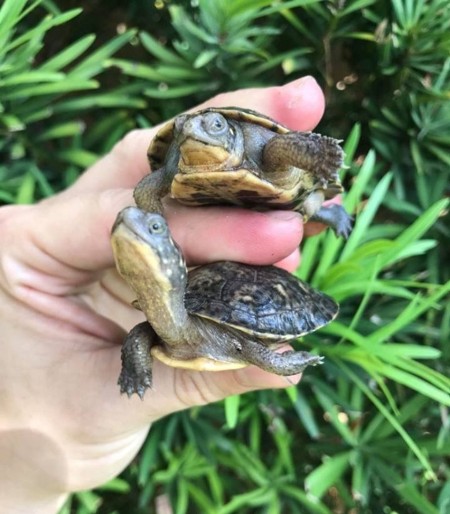 blanding's turtle