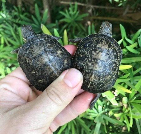 Blandings Turtle