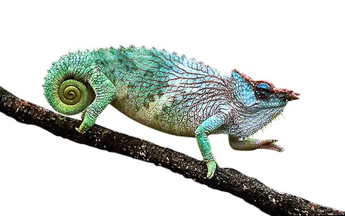 Pfeffers Chameleon
