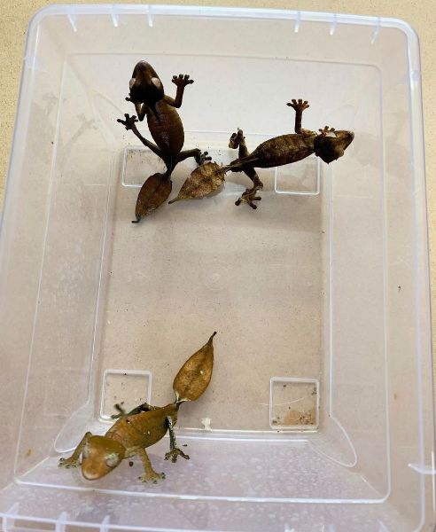 Satanic Leaf Tailed Gecko