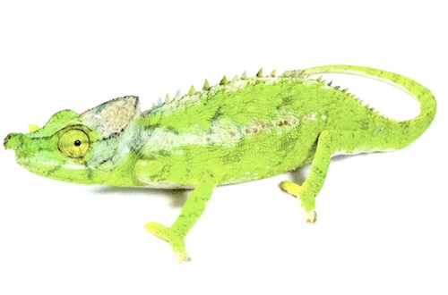 Antimena Chameleon