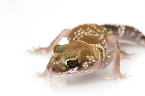 australian barking gecko