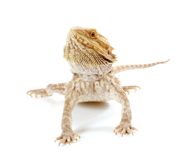 bearded dragon for sale