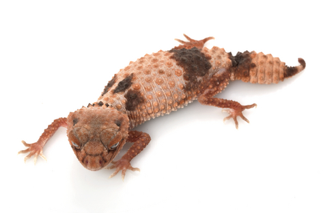 knob tail gecko full size