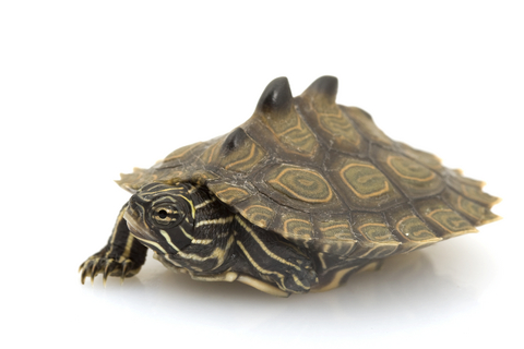 Black Knobbed Map Turtle