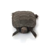 burmese mountain tortoise