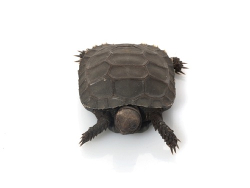 burmese mountain tortoise