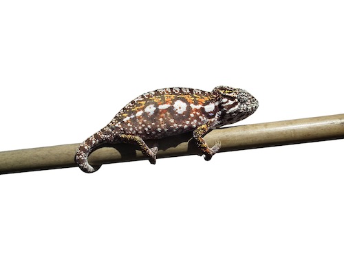 carpet chameleon
