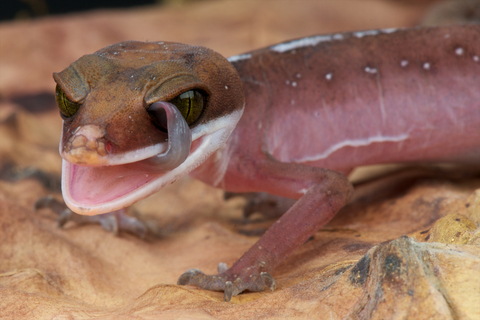Cat Gecko