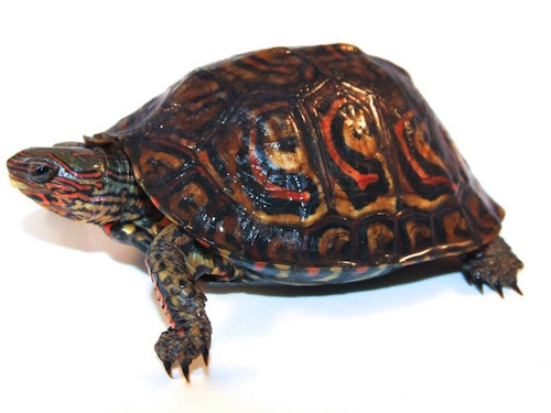 ornate wood turtle