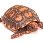 Cherry Head Red Foot Tortoise