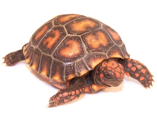 Cherry Head Red Foot Tortoise