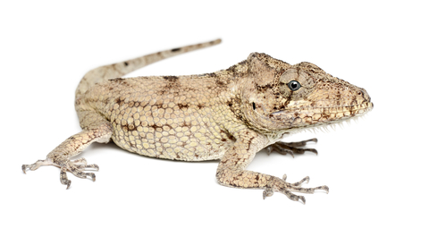 cuban false chameleon for sale