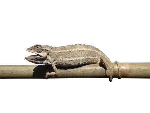 chameleon stripes