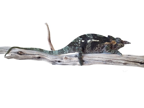 Dwarf Fischers Chameleon