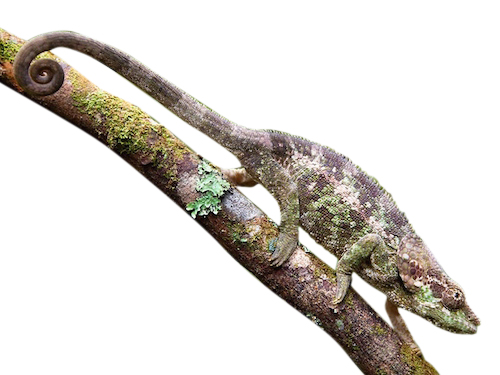 elephant eared chameleon