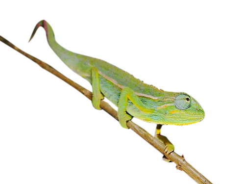 elliot's chameleon