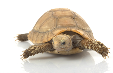 elongated tortoise