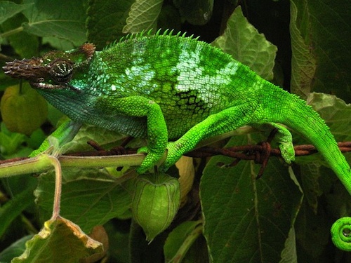 Fischers Chameleon
