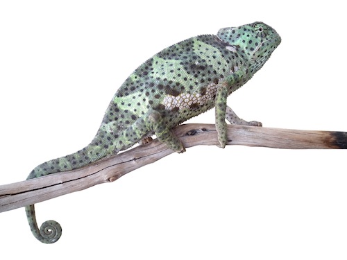 flapneck chameleon