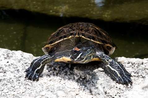 red bellied turtle