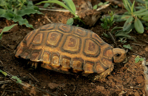 hingeback tortoise