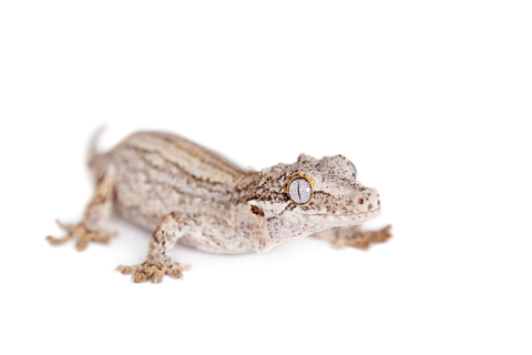 gargoyle gecko