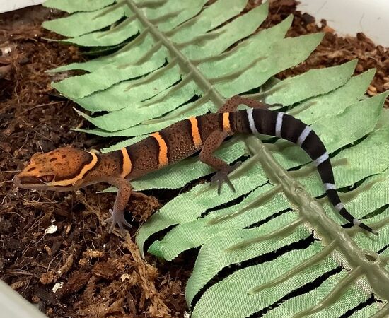 chinese cave gecko