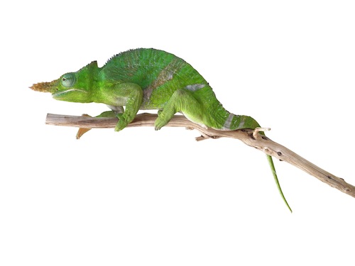 Giant Fischers Chameleon for Sale