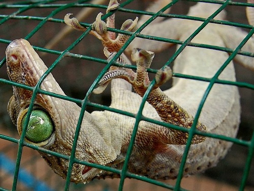 Green Eye Gecko