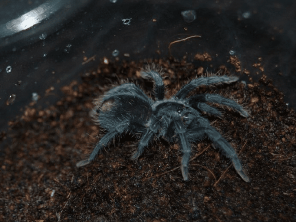 haitian brown tarantula
