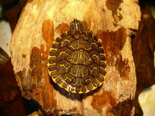  Hieroglyphic River Cooter Turtle  