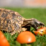 hingeback tortoise