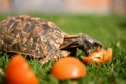 hingeback tortoise