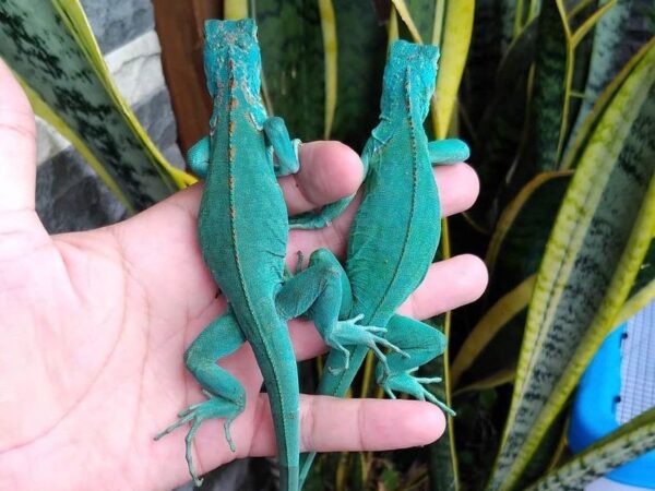 blue axanthic iguana