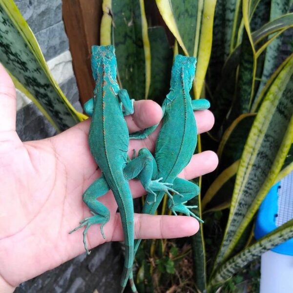 blue axanthic iguana