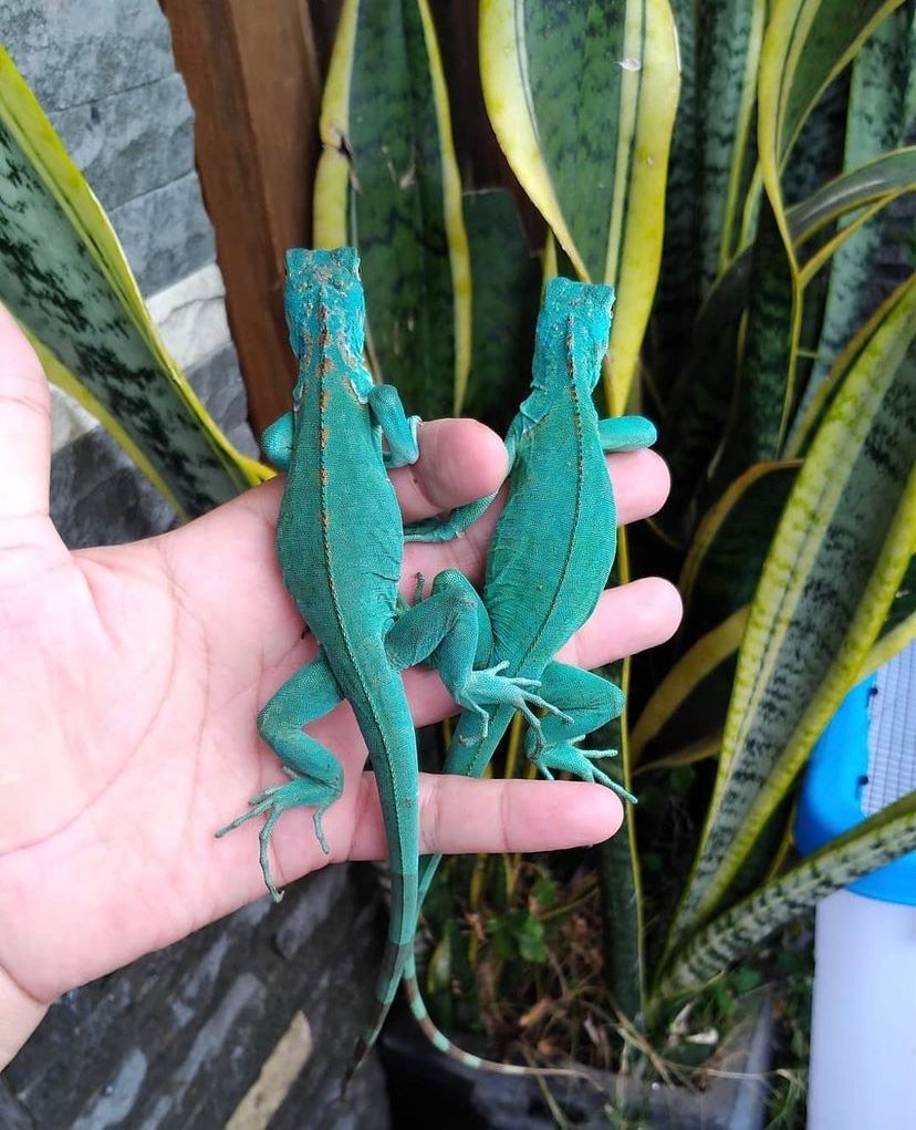 blue axanthic iguana