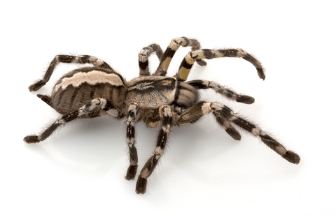 Indian Ornamental Tarantula